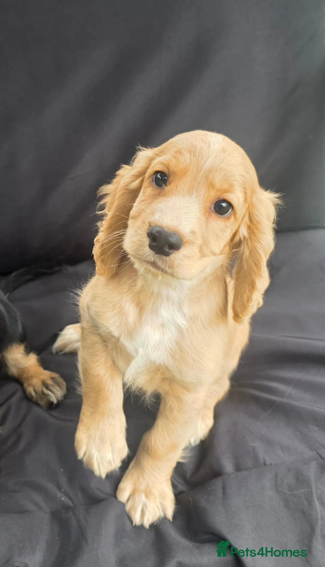 Cocker Spaniel dogs for sale: KC Reg health tested working cocker spaniel pups  - Advert 2