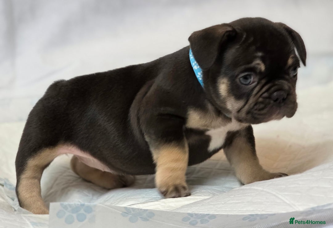 French Bulldog dogs for sale: TOP QUALITY KC REG FRENCHIES AVAILABLE  - Image 24