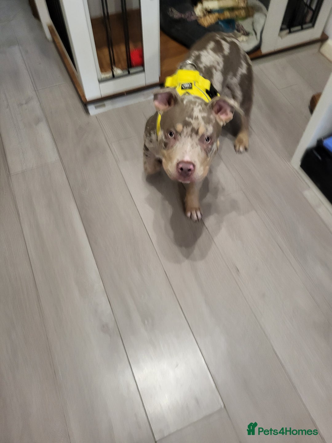 American Bully dogs for sale: Grand Champion bloodline American Bully (not xl).  - Advert 4