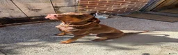 Dobermann dogs for stud: Doberman Stud – Brown (Red) Male – Kent in Canterbury - Advert 2