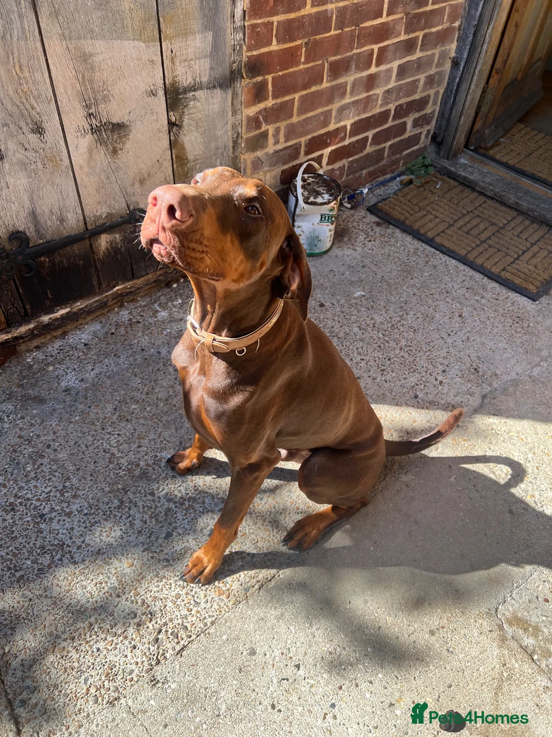 Dobermann dogs for stud: Doberman Stud – Brown (Red) Male – Kent in Canterbury - Advert 2