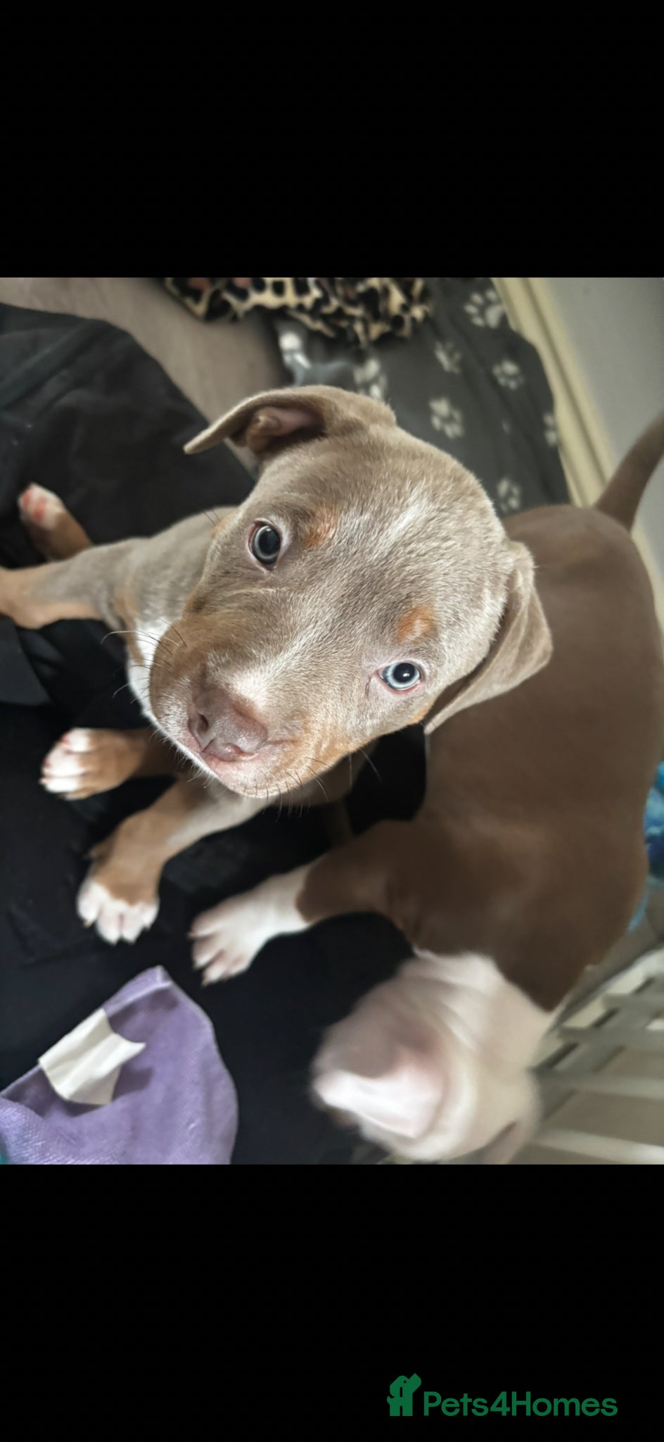 Mixed Breed dogs ‼️ Last few left !! 🐶✨ American Bully Puppies ✨🐶 - Advert 1