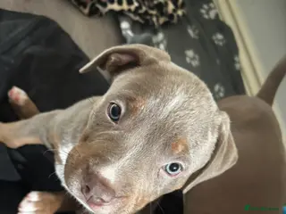 Mixed Breed dogs ‼️ Last few left !! 🐶✨ American Bully Puppies ✨🐶 - Advert 1