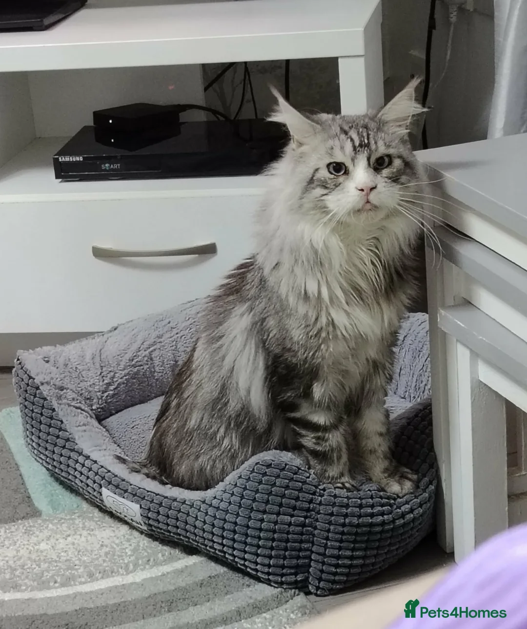Maine Coon cats for sale: Rehoming  in Scunthorpe - Advert 4