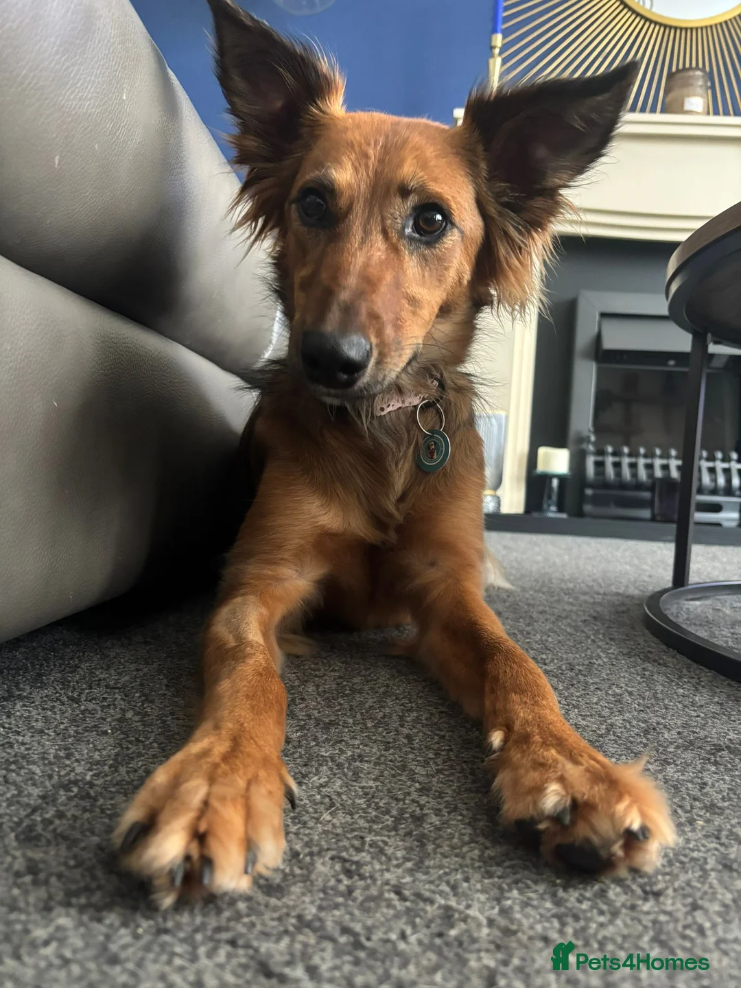 Mixed Breed dogs for sale: Pretty girl Trudi looking for her forever home  in Portsmouth - Advert 2