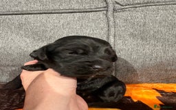 Cocker Spaniel dogs for sale: Beautiful Kc reg show cocker spaniels  - Image 16
