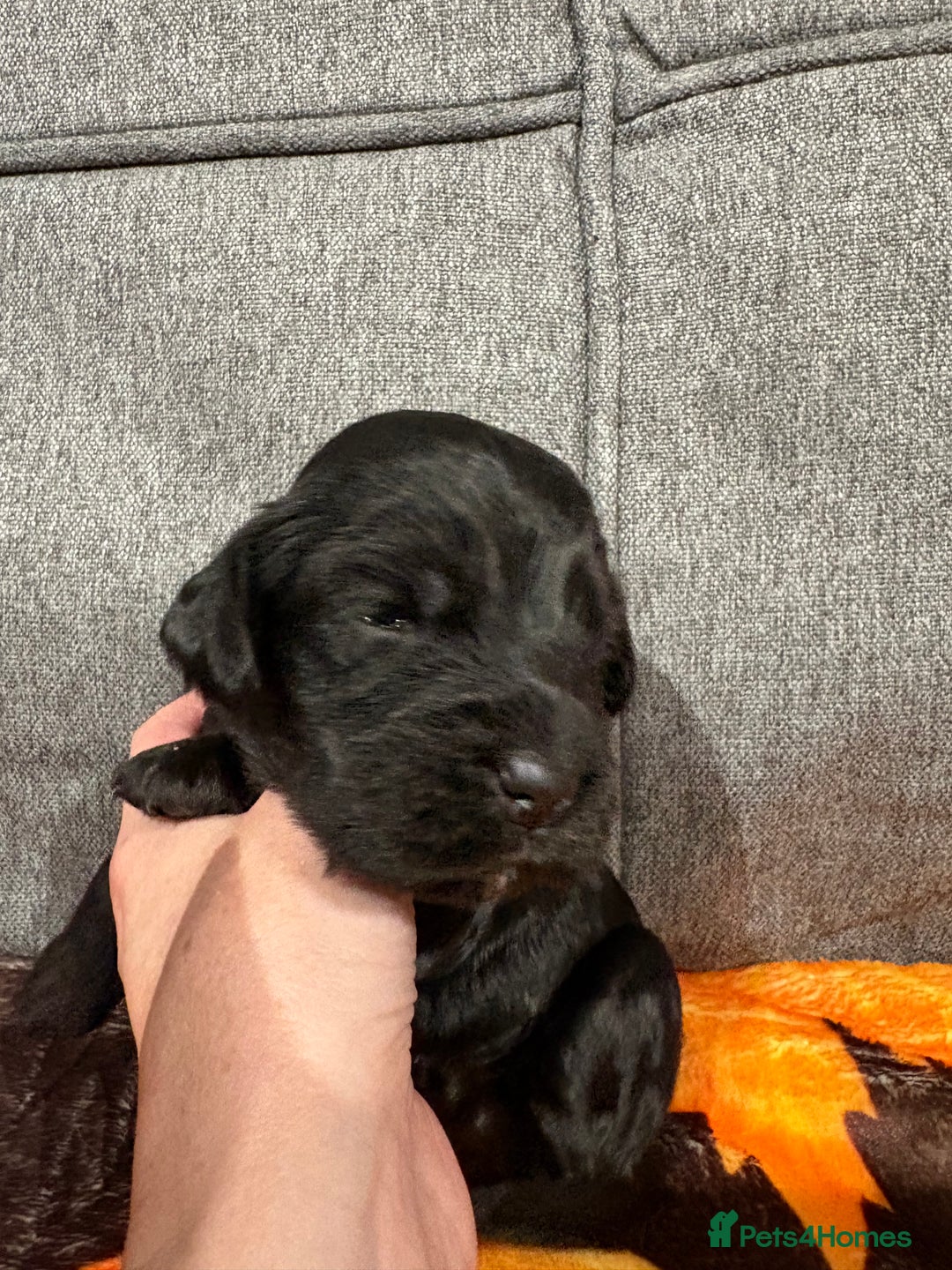 Cocker Spaniel dogs for sale: Beautiful Kc reg show cocker spaniels  - Image 16