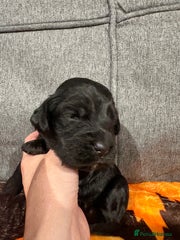 Cocker Spaniel Puppy 4