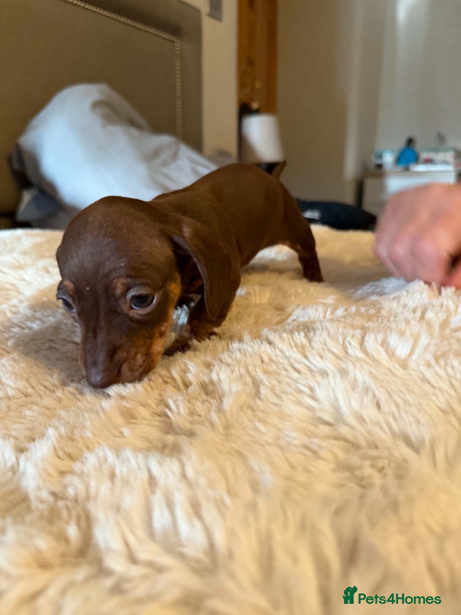 Miniature Dachshund dogs Dachshund Miniature Smooth Haired puppies - Advert 2