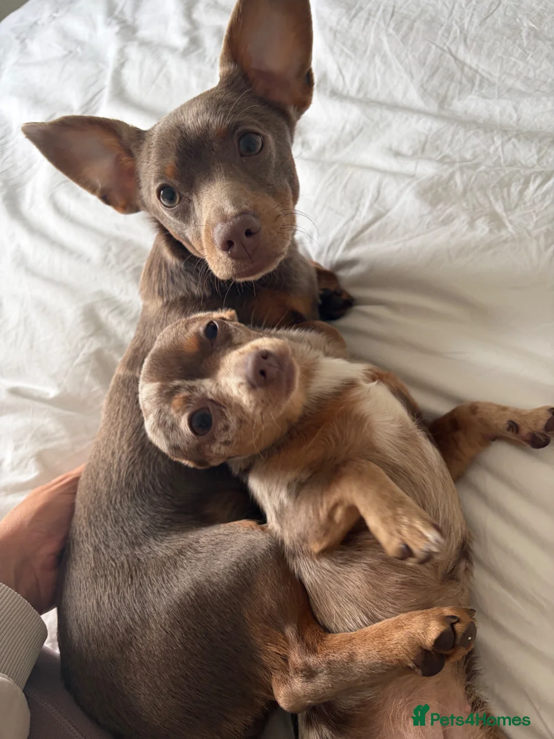 Mixed Breed dogs for sale: Minnie and Winnie - Advert 1