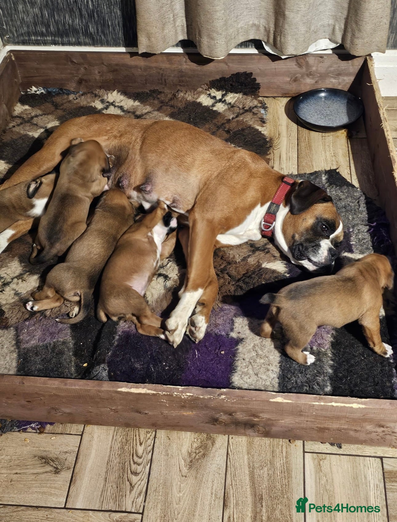 Boxer dogs 5 Gorgeous Kennel Club Registered Boxer Puppies - Advert 1