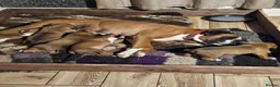 Boxer dogs for sale: 5 Gorgeous Kennel Club Registered Boxer Puppies - Advert 1