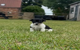 Jack Russell dogs for sale: Jack Russell Puppies - Image 3