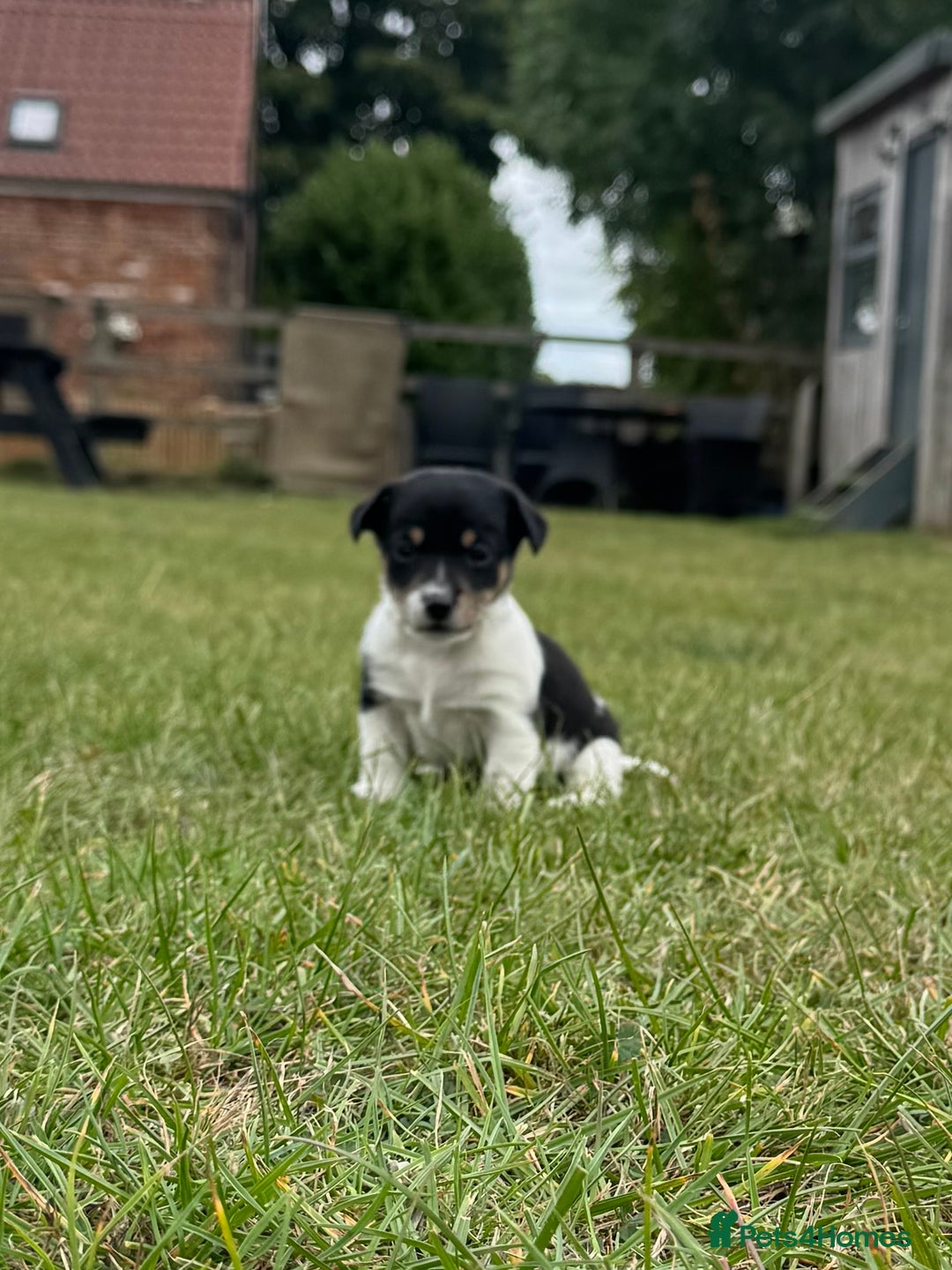 Jack Russell dogs for sale: Jack Russell Puppies - Image 3