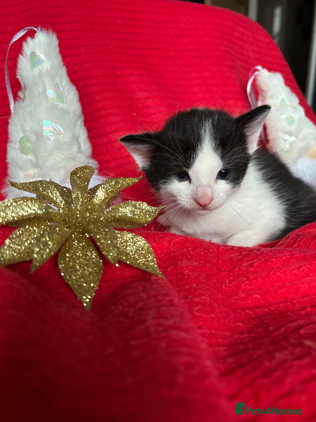 Mixed Breed cats for sale: Black and White fluffy kittens  - Advert 5
