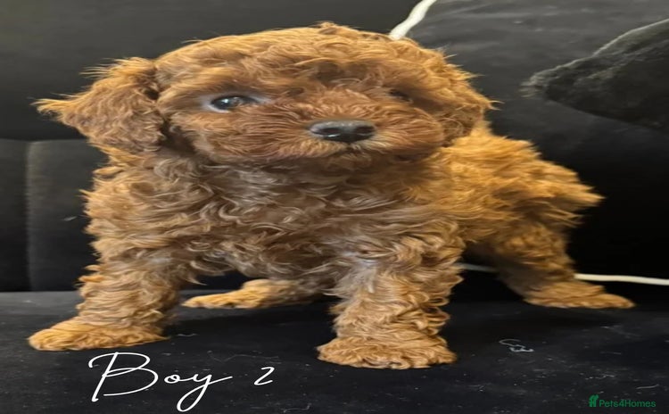 Toy Poodle dogs - Advert 3