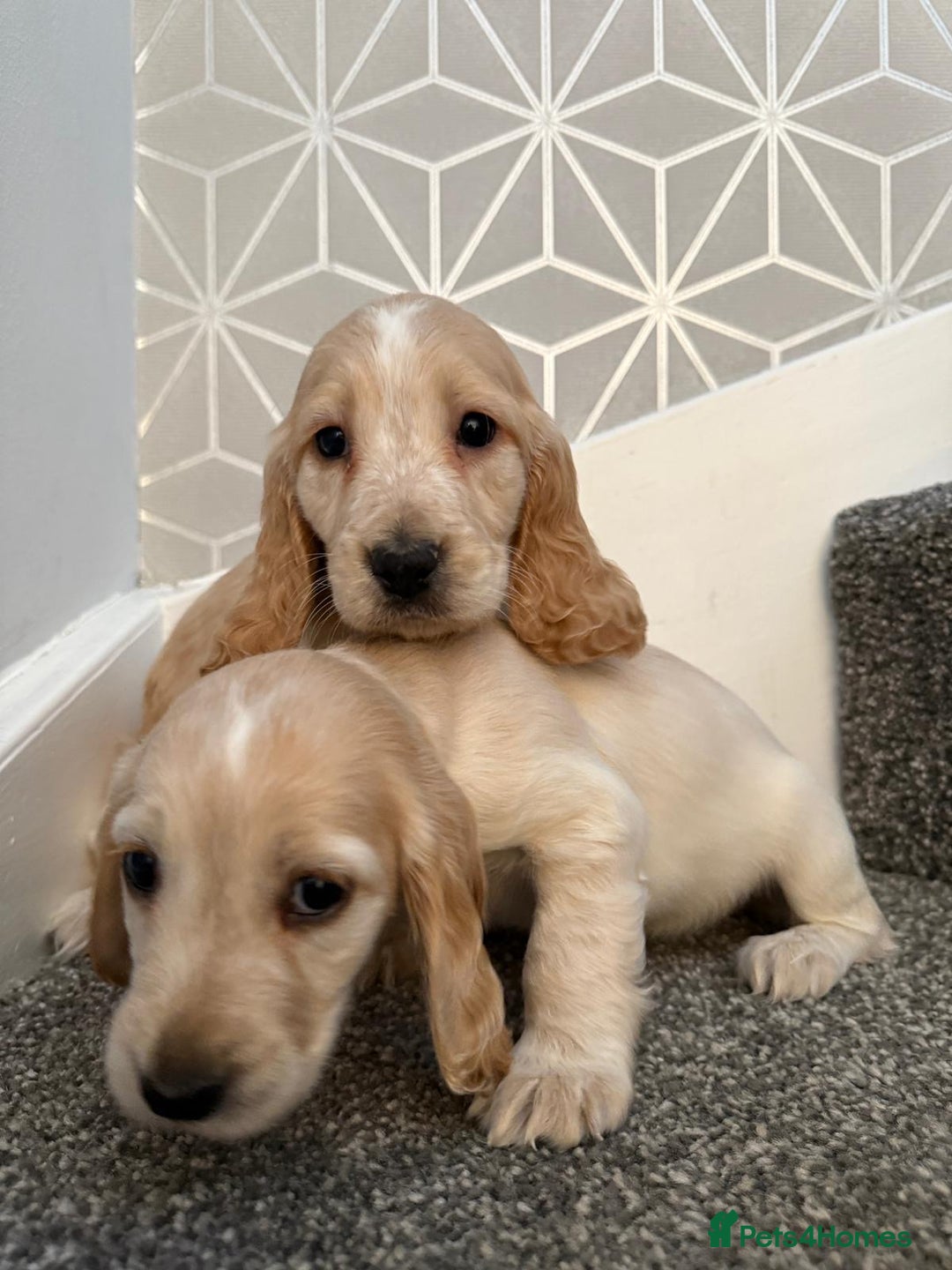 Cocker Spaniel dogs for sale: Beautiful Cocker Spaniel Puppies. - Advert 12