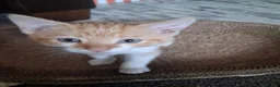 Domestic Shorthair cats for sale: 2 MALE AND 1 FEMALE 9 WEEK OLD KITTENS - Advert 12
