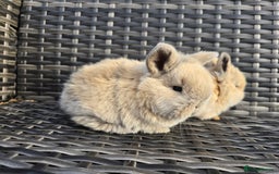 Mini Lop rabbits for sale: Beautiful mini lop bunnies - Image 6