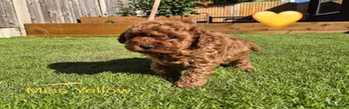 Toy Poodle 4