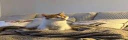 Mixed Breed cats for sale: Cat seeks home  in Castleford - Advert 2