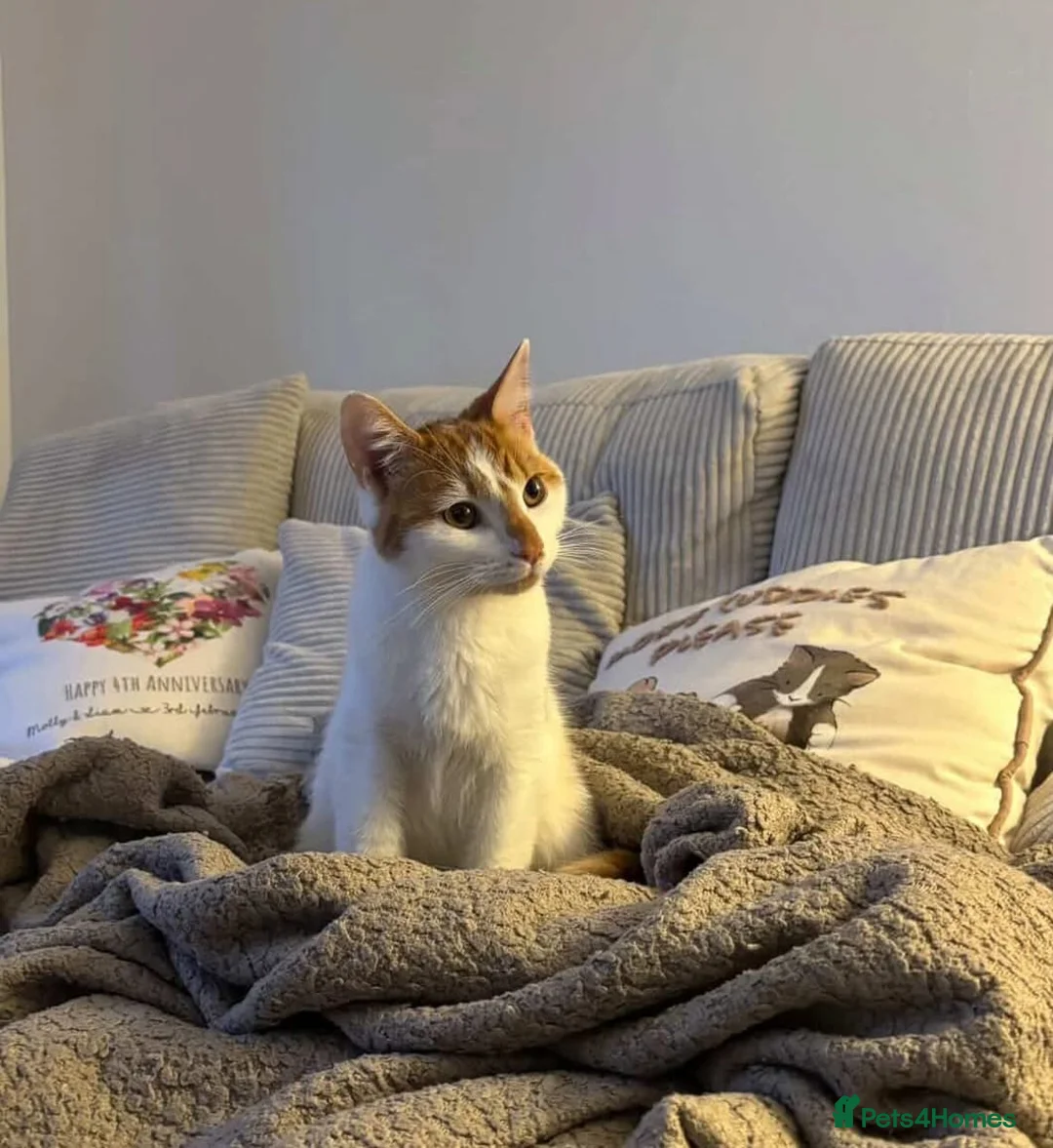 Mixed Breed cats for sale: Cat seeks home  in Castleford - Advert 2