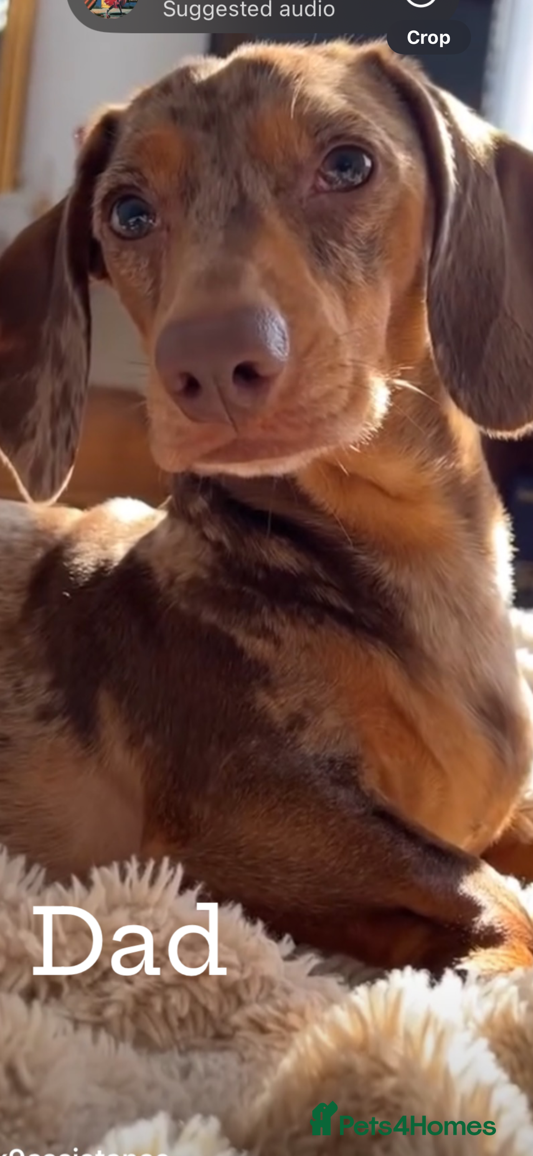 Dachshund dogs for sale: Beautiful litter of dachshund puppies  - Image 9