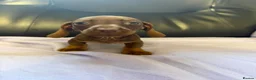 Dachshund dogs for sale: Dachshund puppies - Advert 17