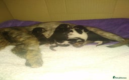 Mixed Breed cats for sale: Ready now - Advert 1