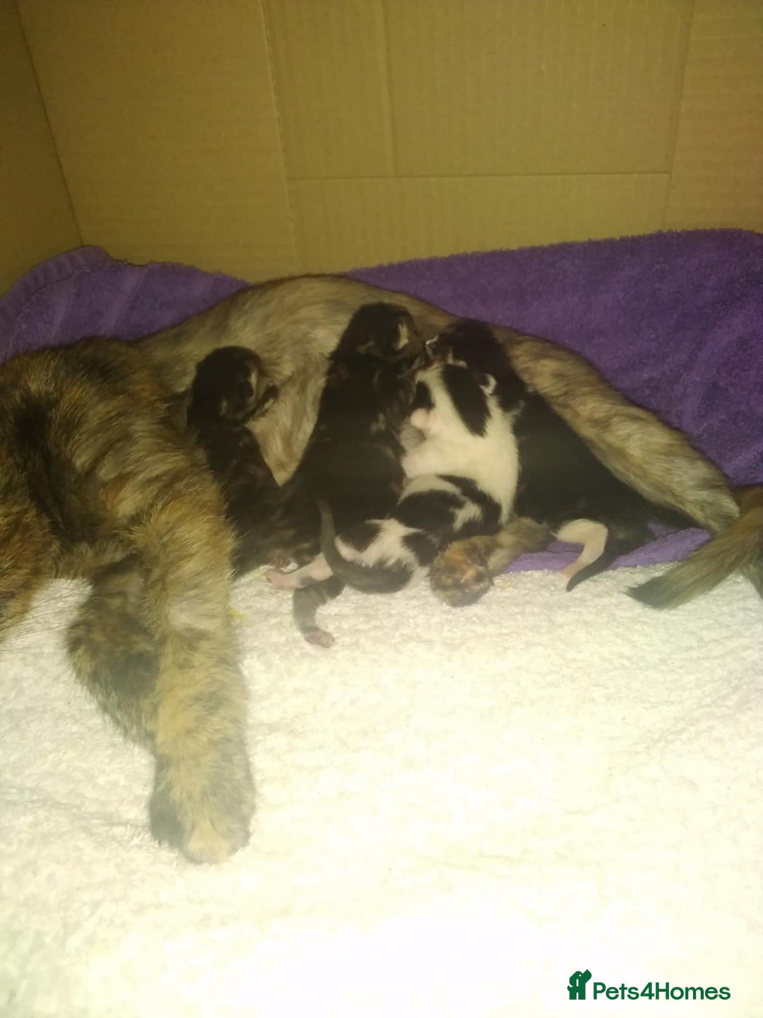 Mixed Breed cats for sale: Ready now - Advert 1