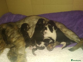 Mixed Breed cats Ready now - Advert 1