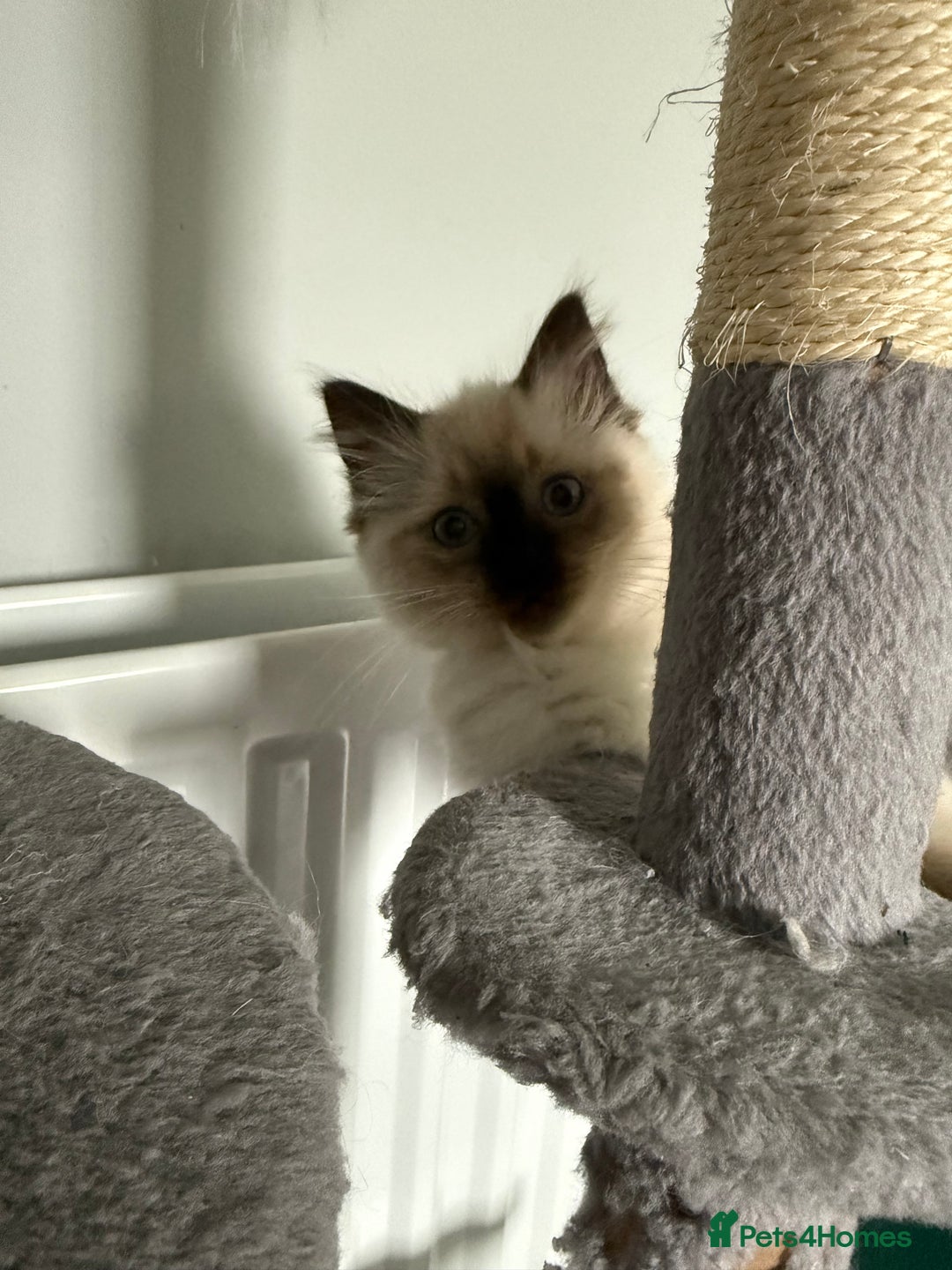 Ragdoll cats for sale: Ragdoll - Image 4