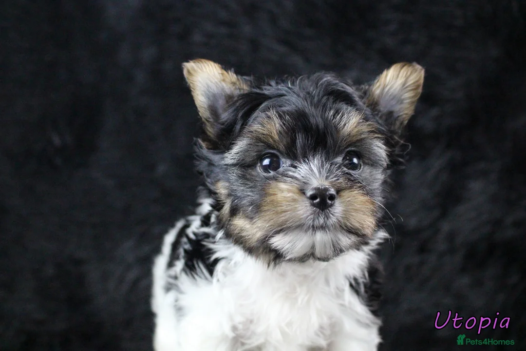 Biewer Terrier dogs for sale: ✨ Stunning Biewer & Merle Yorkies – Ready 09 Apr ✨ - Advert 1