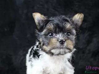 Biewer Terrier dogs ✨ Stunning Biewer & Merle Yorkies – Ready 09 Apr ✨ - Advert 15