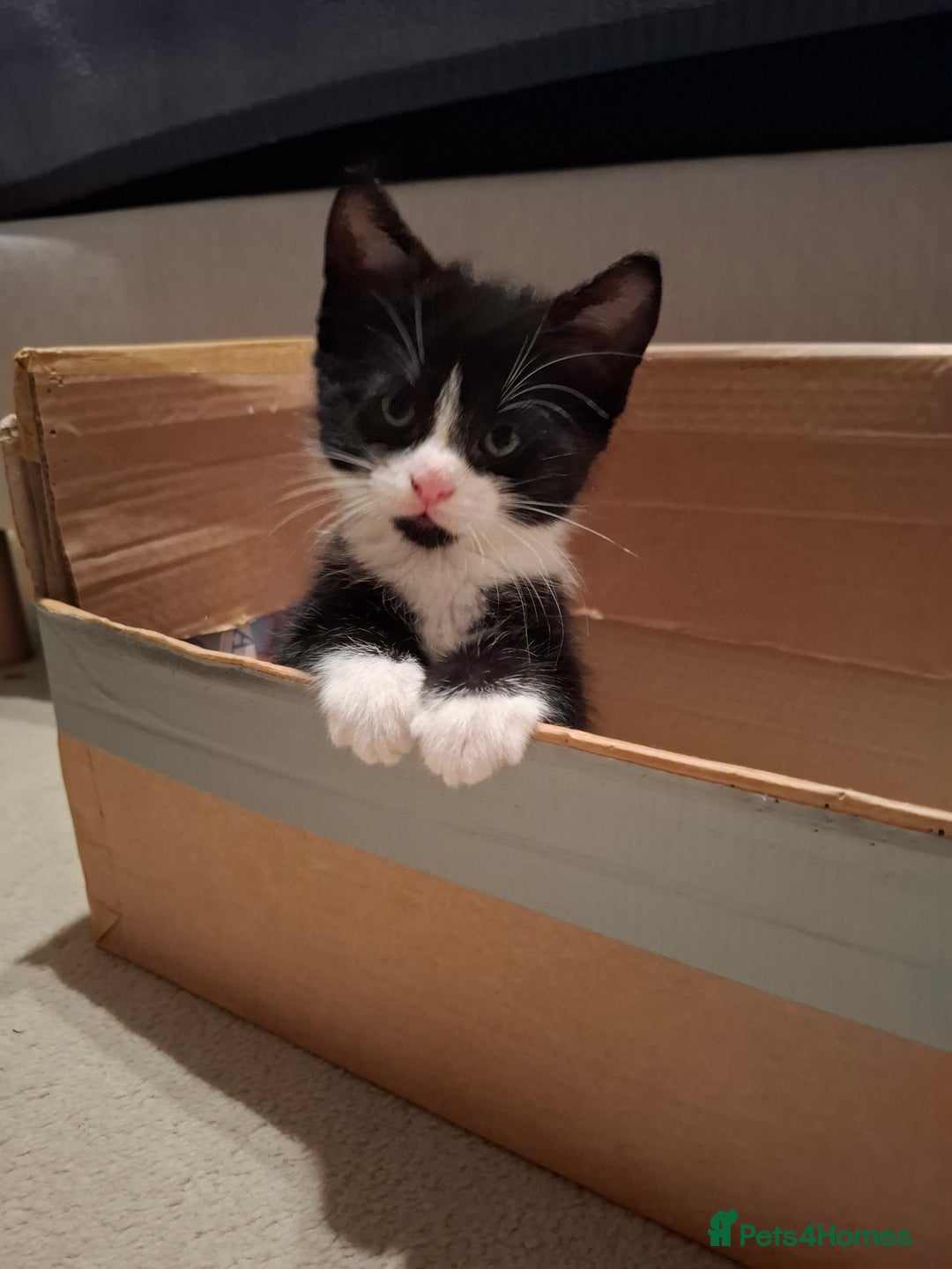 Mixed Breed cats for sale: seven funny kittens - Image 1