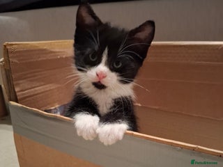 Mixed Breed cats - Advert 26