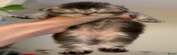 Maine Coon cats for sale: 💗RARE💗Imported lines, exceptional MC kittens😻⭐️ - Advert 24