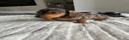 Miniature Dachshund dogs for sale: Miniature dachshund  - Advert 10