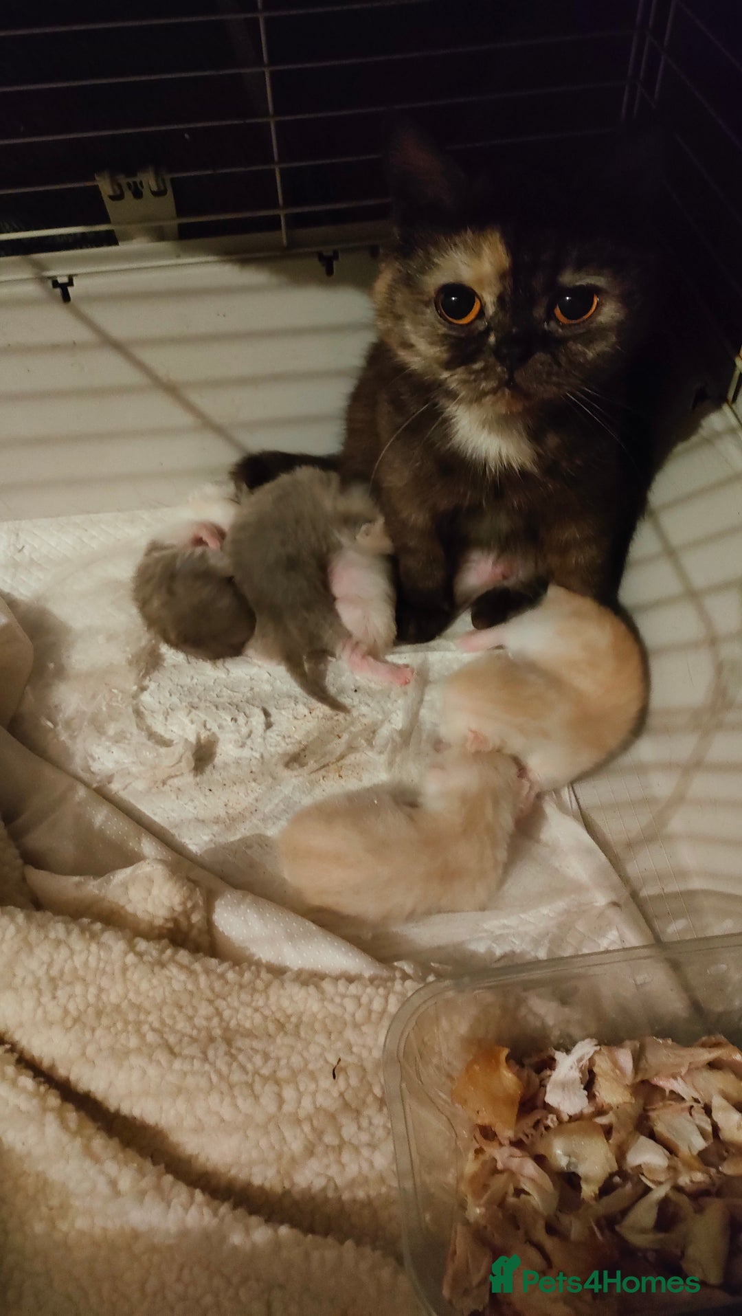 Exotic cats for sale: Two exotic shorthair boys  - Image 17