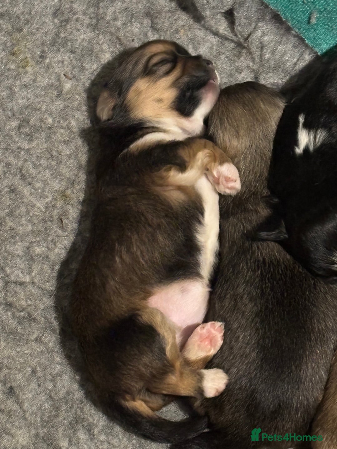 Lhasa Apso dogs for sale: Lhasa Apso Puppies – Tiny Tails, Big Hearts! - Image 4