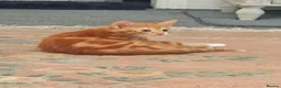 Mixed Breed cats for sale: Kitten - Advert 9
