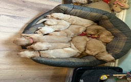 Golden Retriever dogs for sale: Gorgeous Working Type Golden Retriever Puppies  - Image 4