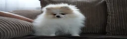 Pomeranian dogs for sale: Sweet little pups  - Advert 7