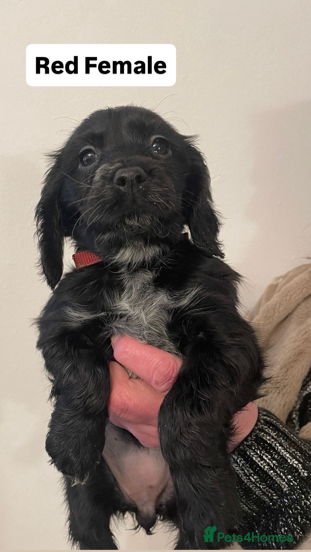 Sprocker dogs for sale: Sproker Spaniels For Sale - Advert 12