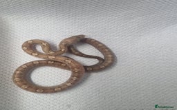 Corn Snake reptiles for sale: Hatchling corn snakes - Image 1