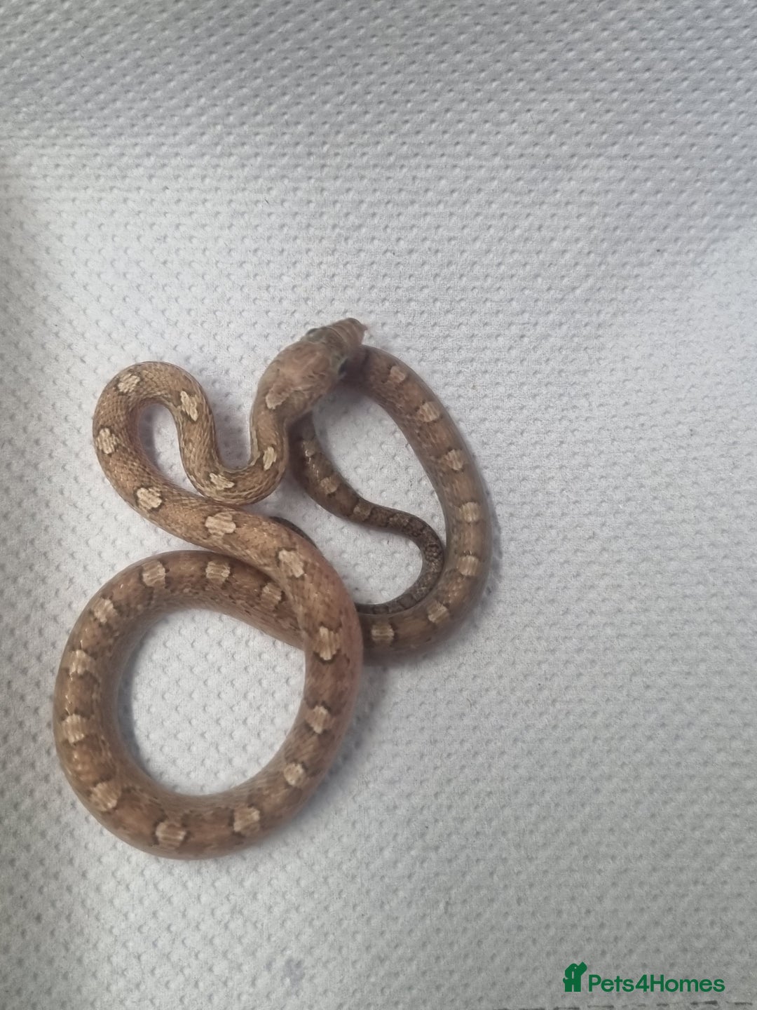 Corn Snake reptiles for sale: Hatchling corn snakes - Image 1