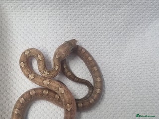 Corn Snake reptiles - Advert 18