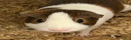 Guinea Pig rodents for sale: 2 boar guinea pigs  in Stroud - Advert 2
