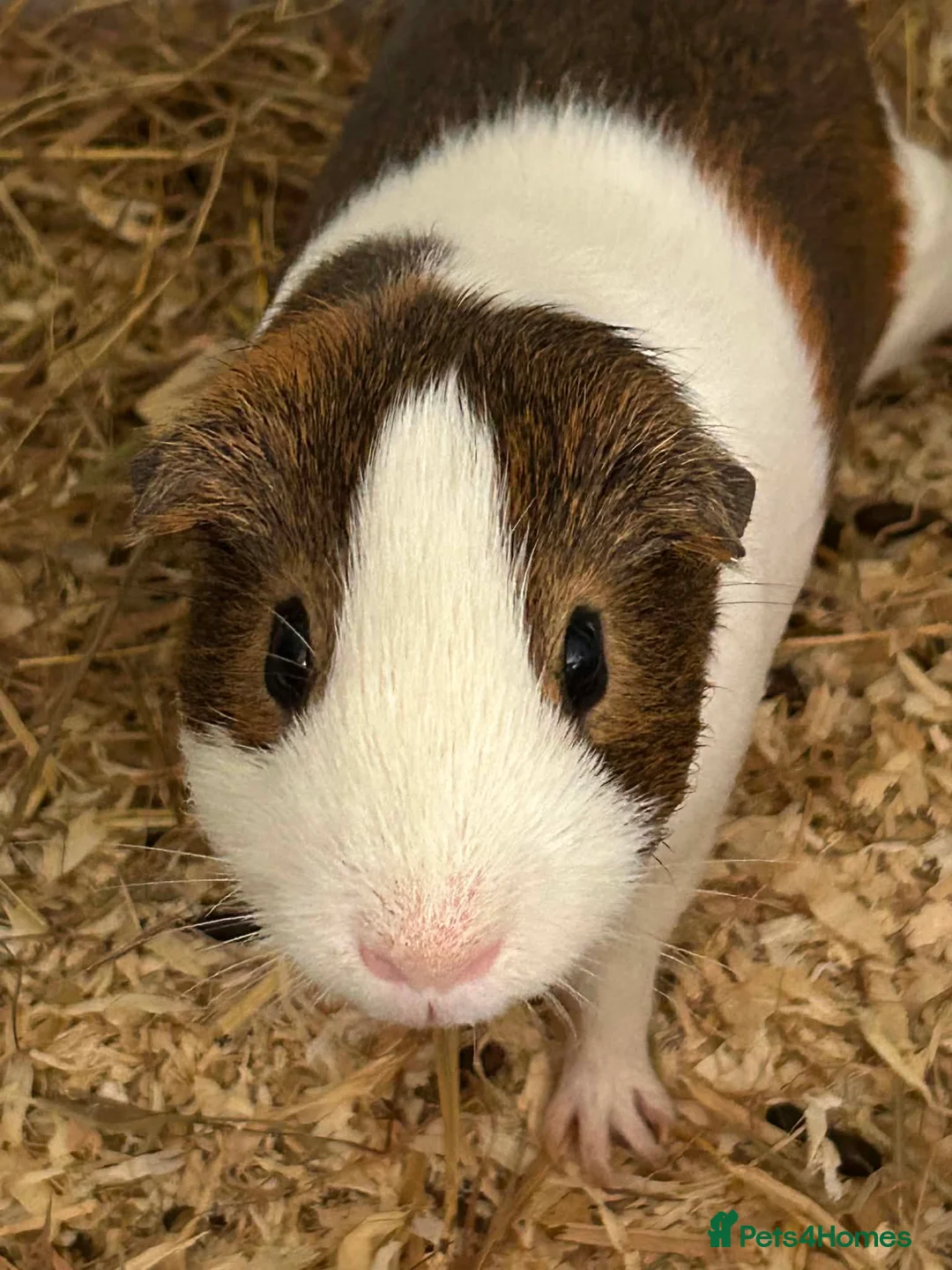 Guinea Pig rodents for sale: 2 boar guinea pigs  in Stroud - Advert 2