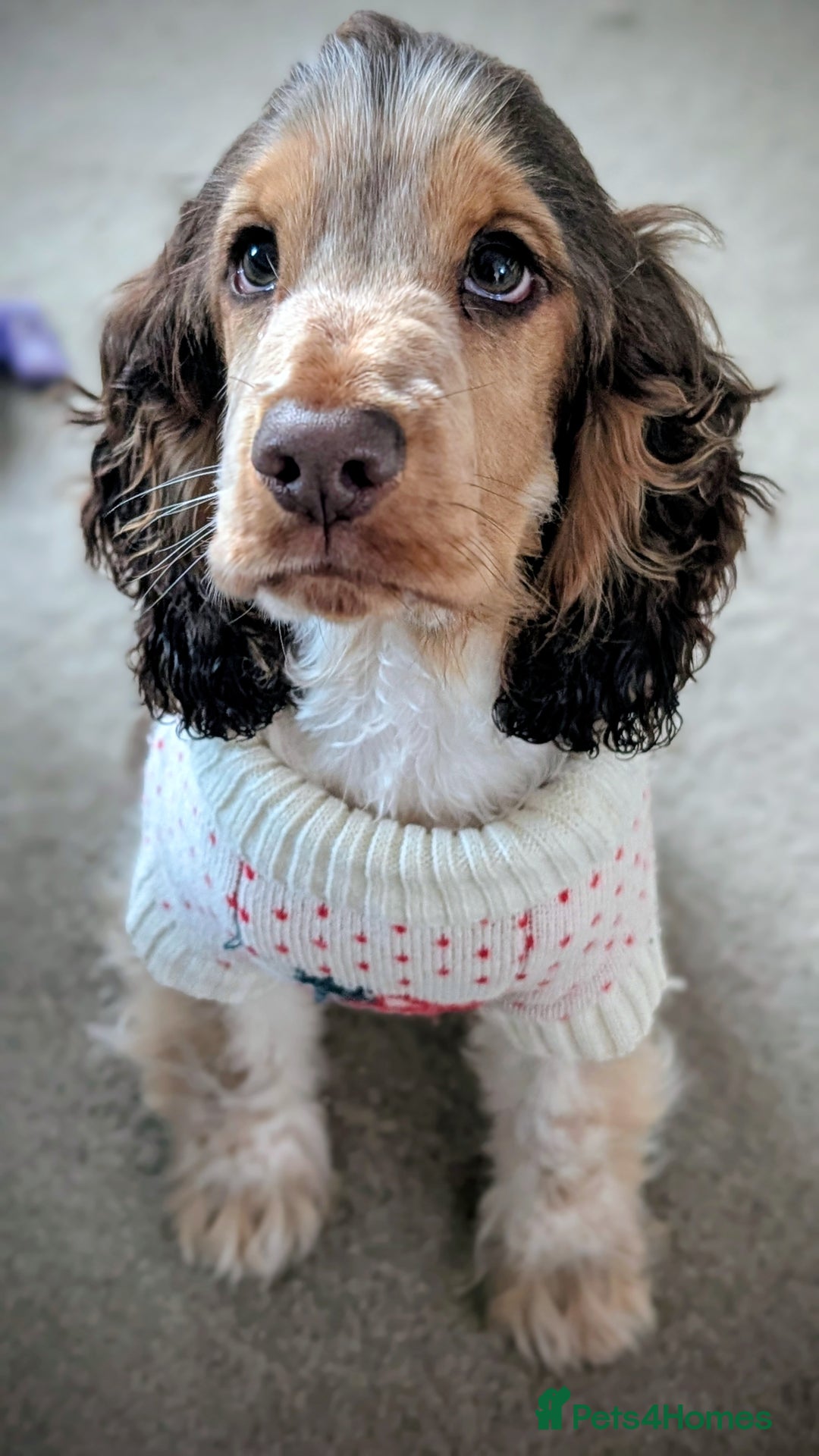 Cocker Spaniel dogs for sale: 6 months old Show Type Cocker Spaniel - Advert 4